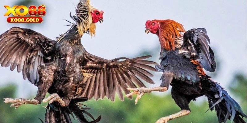Chia sẻ kinh nghiệm xem trực tiếp đá gà và cá cược