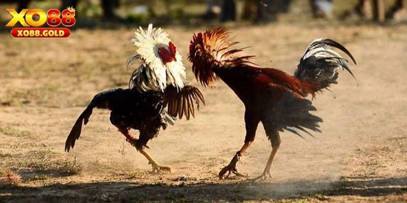 Khám phá các loại hình đá gà C2 hiện có